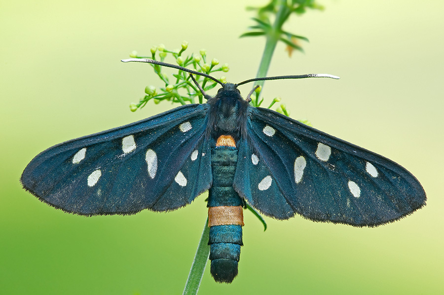 Amata da determinare: A. phegea maschio